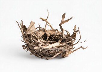 Nest isolated empty bird.