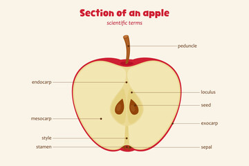 Scientific diagram of apple section with labeled parts. Educational biology vector showing endocarp, mesocarp, seeds, and more. Classroom learning poster.