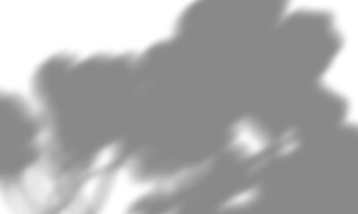 Natural leaf shadow effects isolated on transparent background. Blurred tree branch shadow. Plant leaves shade. Spring decoration, Mockup, template for product display, Smmer design elements, PNG