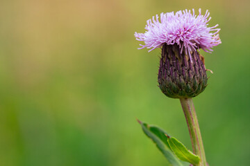 Single Wild Thistle Bloom with Leaf – Minimalistic Floral Macro Photography with Natural...