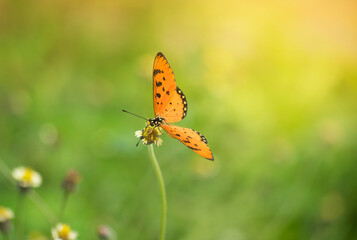 Orange color butterfly on little flower stem.