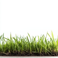 Fototapeta premium Close-up of vibrant green grass