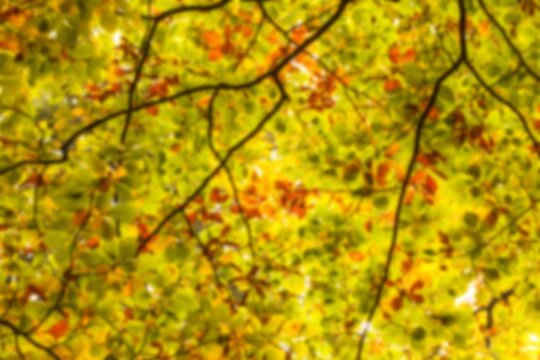 Fototapeta Low angle view of trees during autumn