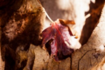 Close-up of fallen leaf on tree trunk