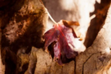 Close-up of fallen leaf on tree trunk © vectorfusionart