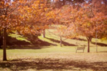 Schilderijen op glas Scenic view of trees at park © vectorfusionart