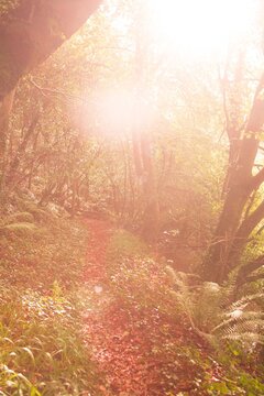 Fototapeta Tranquil autumn scene in forest