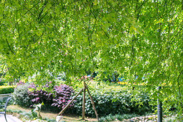 Hanging green vines