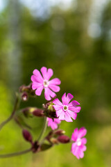 Red campion flowers close-up, Silene dioica blooming in spring green Swedish forest, highlighting...