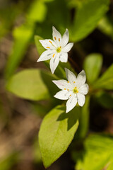 White Arctic starflowers (Chickweed Wintergreen, Trientalis europaea), a typical Nordic wildflower with star-shaped petals. Growing in the mossy floor of a Swedish spring green forest in Dalarna. 