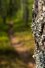 Tree trunk with lichen in scandinavian spring green forest. Shallow depth of field with soft bokeh and natural warm morning sunlight. Scene captured in Mora, Dalarna, Sweden.