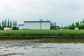 Obraz premium The green wheat field on a cloudy day