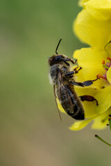 Close-up of Bee Pollinating Bright Yellow Blossom – Macro Nature Photography of Wildflower and Insect Interaction for Organic, Farming, or Biodiversity Concepts