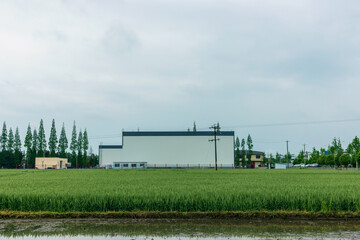 Obraz premium The green wheat field on a cloudy day