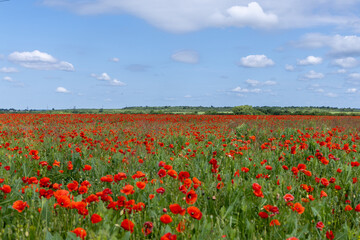 Poppy flowers in the summer field