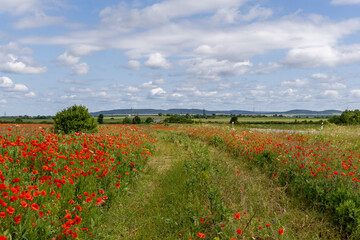 Poppy flowers in the summer field