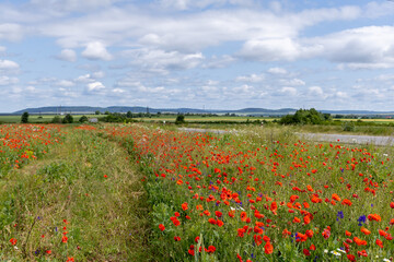 Poppy flowers in the summer field