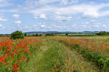 Poppy flowers in the summer field