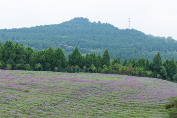 Sage plants in the flower sea of Xiangshan Scenic Area, Hexin Town, Deyang, Sichuan Province, China