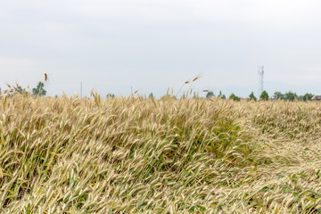 The golden mature crop wheat in the farmland