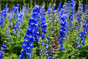 colorful Delphinium or Candle Delphinium or English Larkspur or Tall Larkspur flowers blooming in...