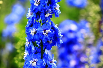Delphinium or Candle Delphinium or English Larkspur or Tall Larkspur flowers blooming in the garden 