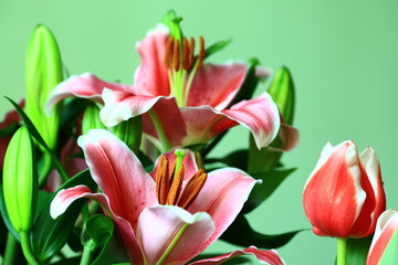 colorful Oriental Lily or Fragrant Lily flowers with green background 
