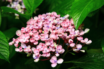 Hydrangea or Big-leaf Hyrdangea flowers blooming in the garden with green leaves

