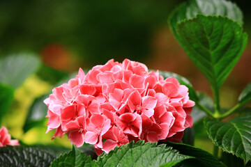 Hydrangea or Big-leaf Hyrdangea flowers blooming in the garden with green leaves
