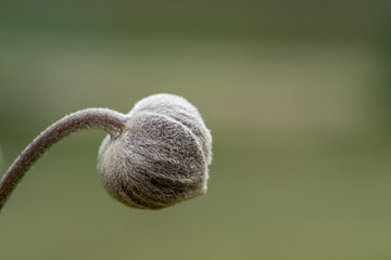 Minimalistic Macro Photo of Fuzzy Flower Bud on Curved Stem – Peaceful Nature Background for Mindfulness, Calm, Simplicity and Organic Botanical Design