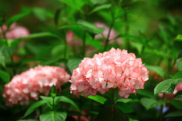Hydrangea or Big-leaf Hyrdangea flowers blooming in the garden with green leaves
