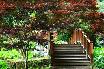 amazing Scenery with red Maple trees and wooden Bridge in the park
