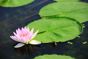 pink Lotus flower with green leaves growing in the pond 