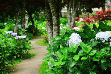 beautiful Garden scenery with blooming colorful Hydrangea or Big-leaf Hyrdangea flowers and Path
