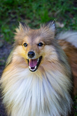 Smile Shetland Sheepdog on white background, breed portrait. mini collie dog breed training moment against the background of green grass in the summer on a sunny day