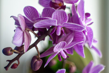 Purple orchid with a green stem. Vertical background, wallpapers, phone