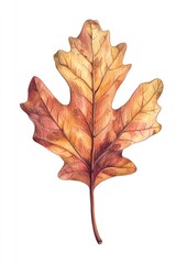 Obraz premium Leaf illustration botanical autumn.
