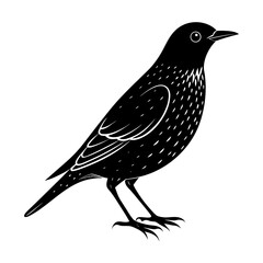 A black bird standing with detailed feathers and a white background view