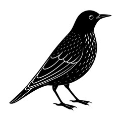 Fototapeta premium Illustration of a black bird with detailed feathers in a side profile view