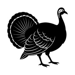 Silhouette of a turkey with detailed feathers and tail on white background