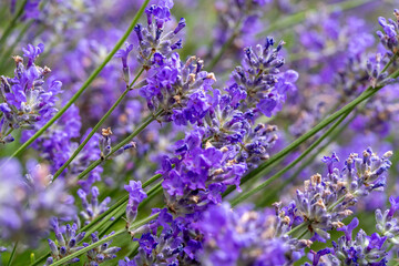 Lavender Blossoms Macro in Summer Light – Calming Purple Floral Background for Spa, Herbal Products, Environmental Concepts and Natural Aesthetics