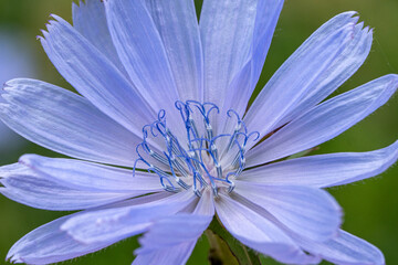 Macro Shot of Chicory Blossom – Violet Blue Wildflower with Fine Texture, Ideal for Tea...