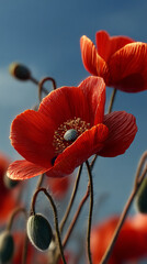 poppies in a soft and magical light