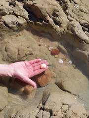 Seashell in a woman's hand on the beach