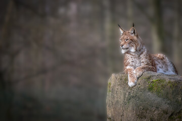 Wild adult lynx resting on a rock in forest with copy space