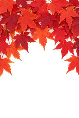 Vibrant red and orange autumn leaves form a border against a white background, showcasing nature's colors in a seasonal display.