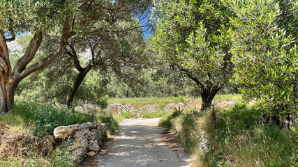 Peaceful rural path through olive grove with stone walls and lush greenery under sunny Mediterranean sky