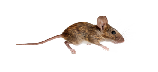 brown field mouse isolated on white background.
