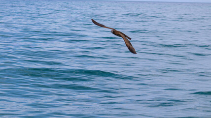Ave solitária voando sobre o mar aberto, com paisagem oceânica tranquila e céu limpo ao fundo