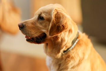 Profile shot of a friendly golden retriever dog with a smile on his face. 